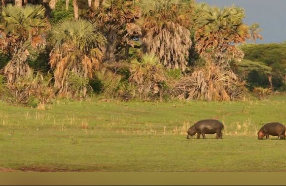 Katavi National Park Katavi National Park