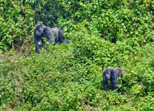 A short Rwanda gorilla tracking Tour
