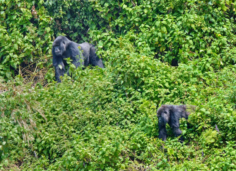 Gorilla Tracking in Rwanda|Neza SAFARIS
