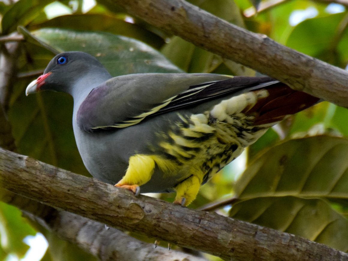 Pemba Green Pigeon | Neza SAFARIS