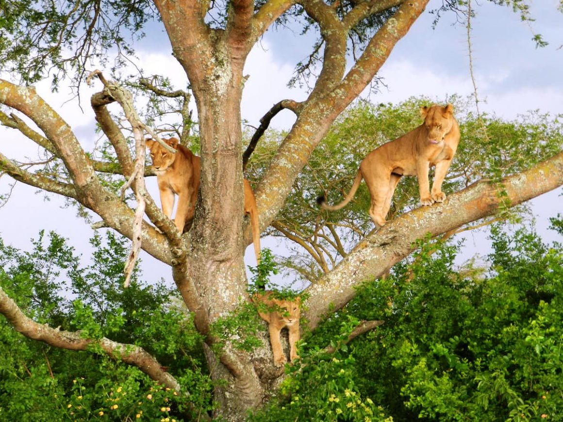 Six lions die in Queen Elizabeth National Park Uganda|Neza SAFARIS