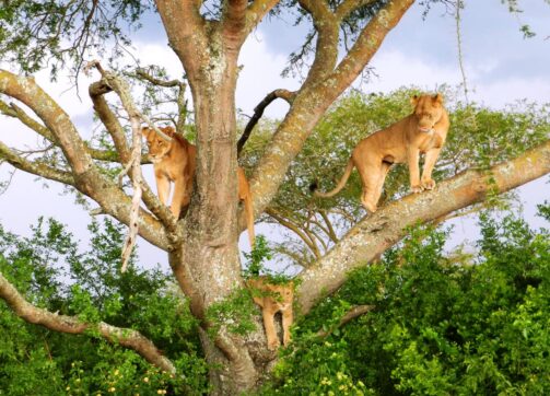 Six Lions die in Queen Elizabeth National Park Uganda