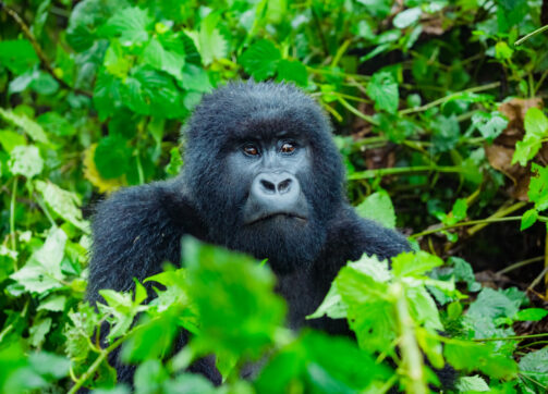 What you need to know before you Visit Rwanda