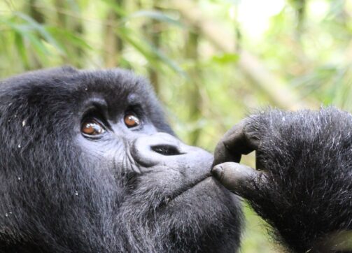 3 Days Gorilla Express Via Kampala