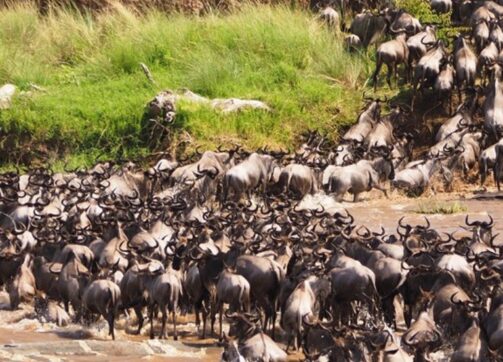 4 Days Wildebeest Migration