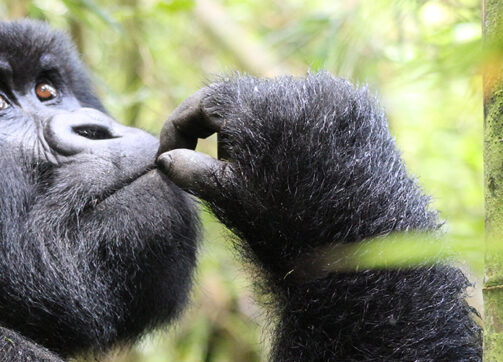 10 Days Gorilla & Chimpanzee Trekking Experience