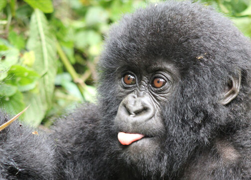 12 Days Gorilla Trekking In Rwanda & Safari Experience In Tanzania